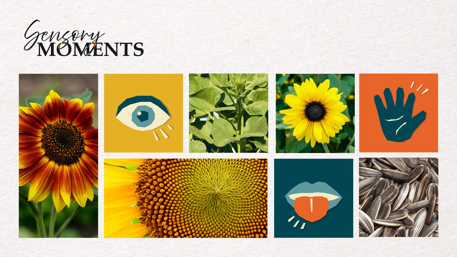Sensory Moments – Sunflower Surprise