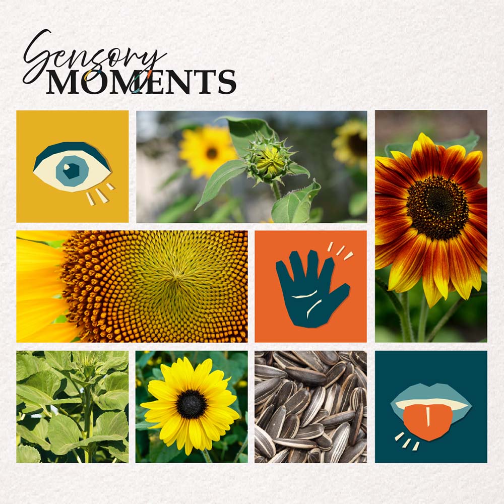 Sensory Moments – Sunflower Surprise