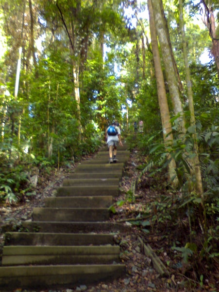 Bukit Timah loop-Afternoon under tree