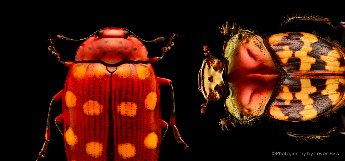 ArtScience Museum at Marina Bay Sands ® - Insects: Microsulptures Magnified