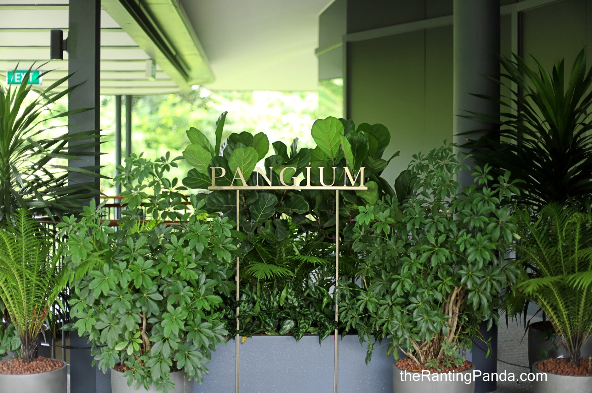Pangium